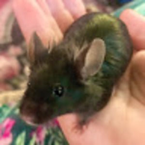 Meet your Posher, Dani